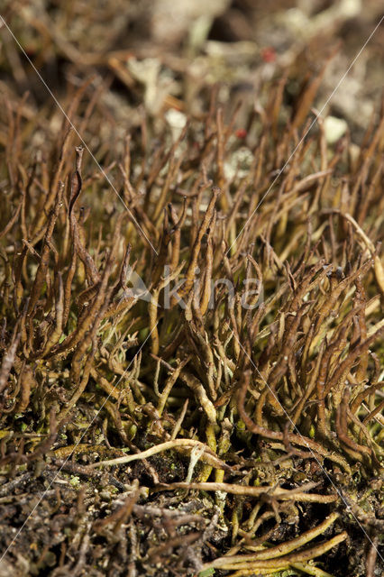 Girafje (Cladonia gracilis)