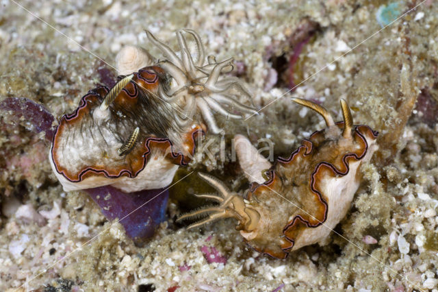 Glossodoris atromarginata