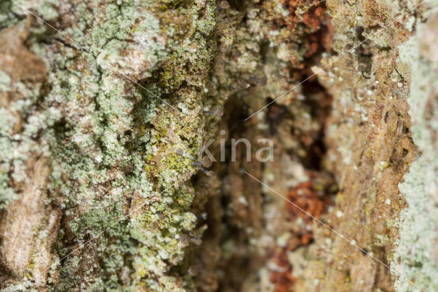 Grijs schorssteeltje (Chaenotheca trichialis)