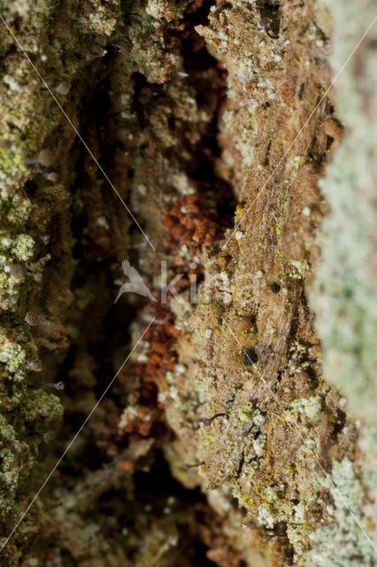 Grijs schorssteeltje (Chaenotheca trichialis)