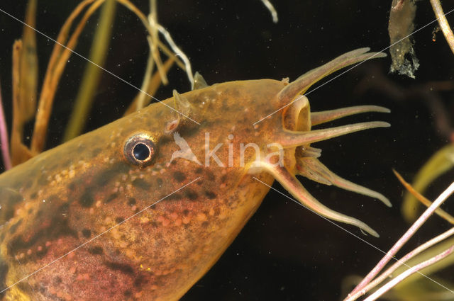 Weatherfish (Misgurnus fossilis)