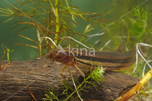 Grote modderkruiper (Misgurnus fossilis)