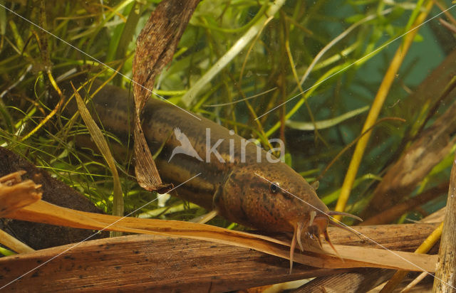 Weatherfish (Misgurnus fossilis)