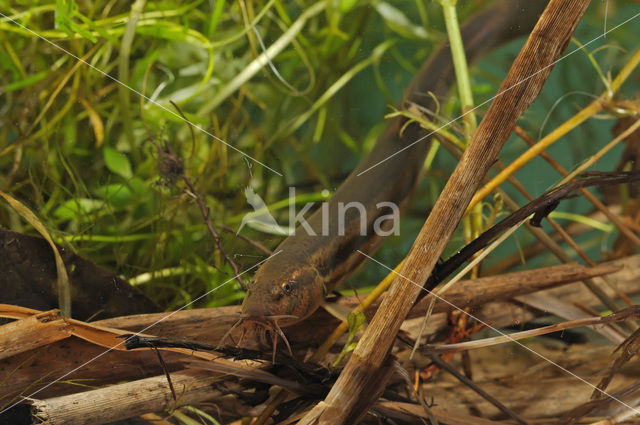 Grote modderkruiper (Misgurnus fossilis)