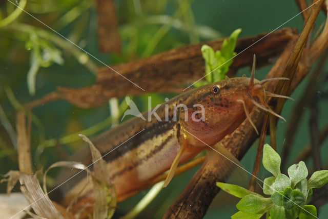 Grote modderkruiper (Misgurnus fossilis)