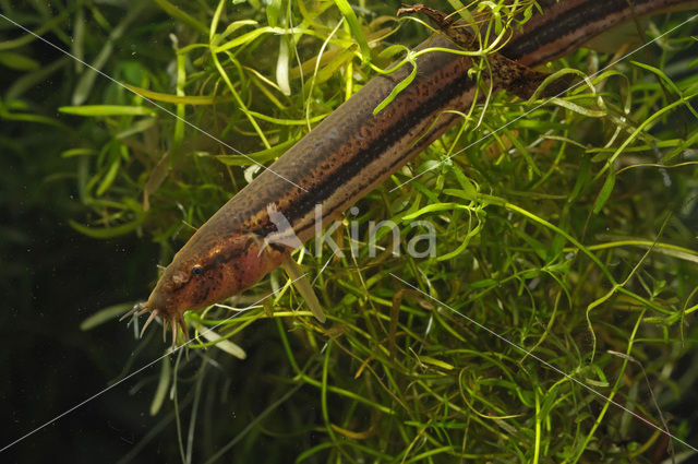 Weatherfish (Misgurnus fossilis)