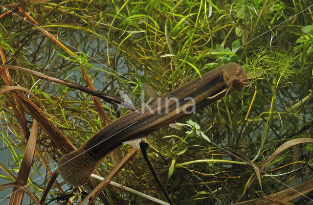 Grote modderkruiper (Misgurnus fossilis)