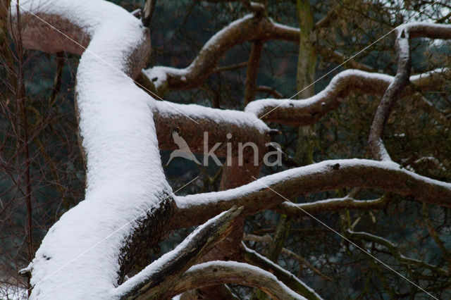 Grove den (Pinus sylvestris)