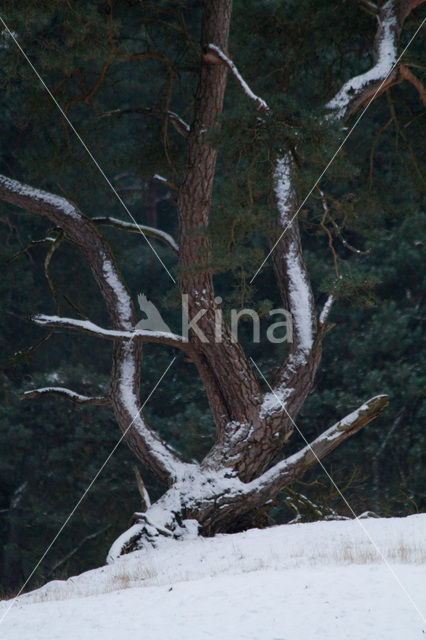 Grove den (Pinus sylvestris)