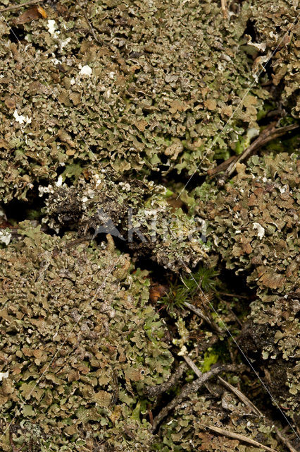 Olive cladonia (Cladonia strepsilis)