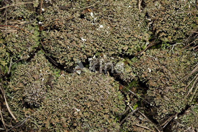 Olive cladonia (Cladonia strepsilis)