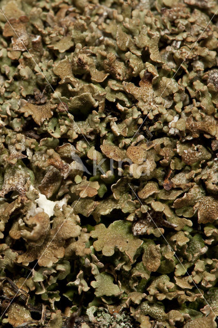 Olive cladonia (Cladonia strepsilis)