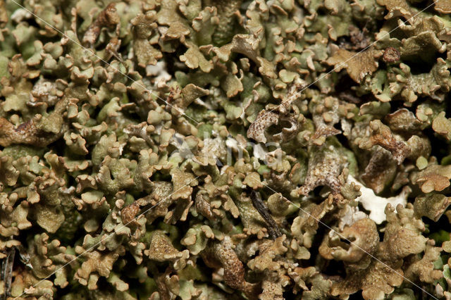 Olive cladonia (Cladonia strepsilis)