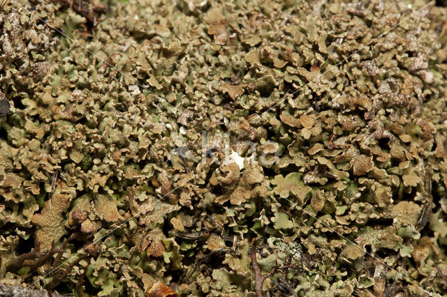 Hamerblaadje (Cladonia strepsilis)