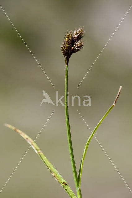 Hazenzegge (Carex ovalis)