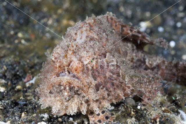 Hispid Frogfish (Antennarius hispidus)