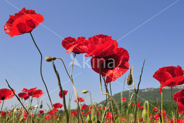 Klaproos (Papaver spec.)