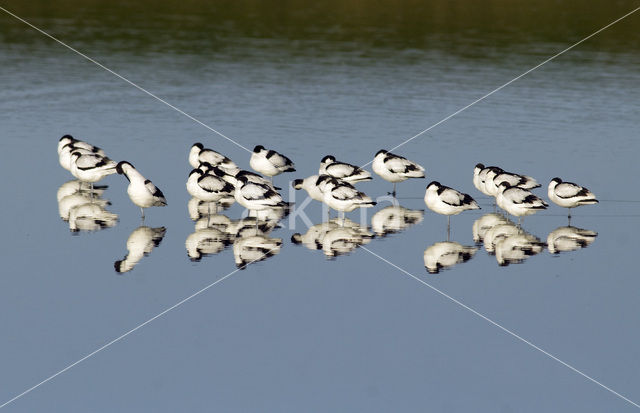 Pied Avocet (Recurvirostra avosetta)