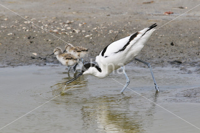 Pied Avocet (Recurvirostra avosetta)