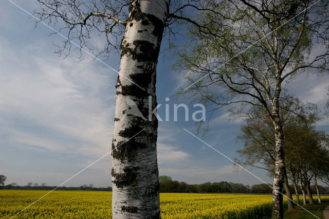 Koolzaad (Brassica napus)