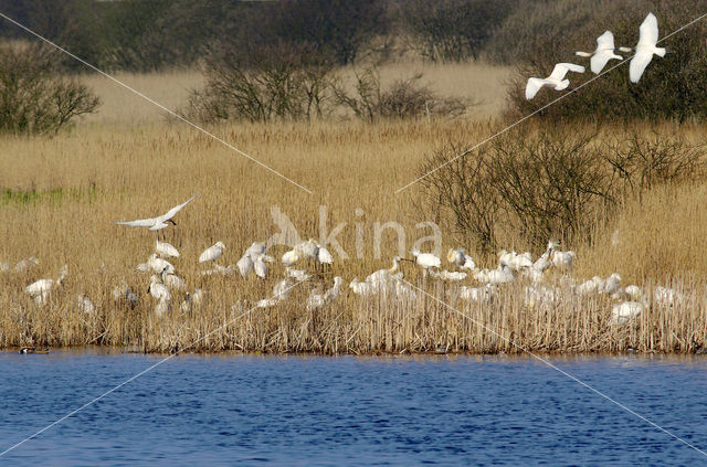 Lepelaar (Platalea leucorodia)