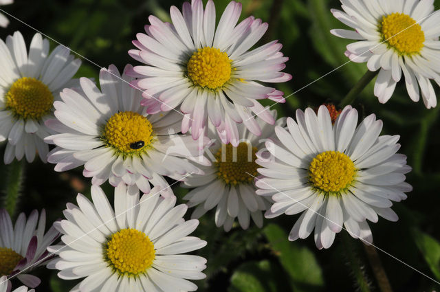 Madeliefje (Bellis perennis)