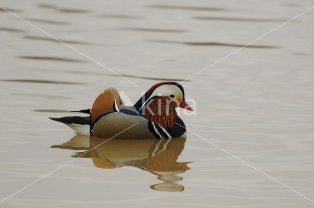 Mandarijneend (Aix galericulata)