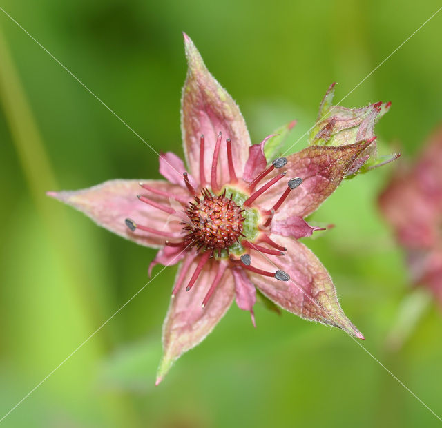 Moerasaardbei (Rubus chamaemorus)