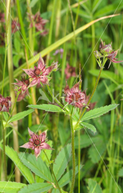 Moerasaardbei (Rubus chamaemorus)