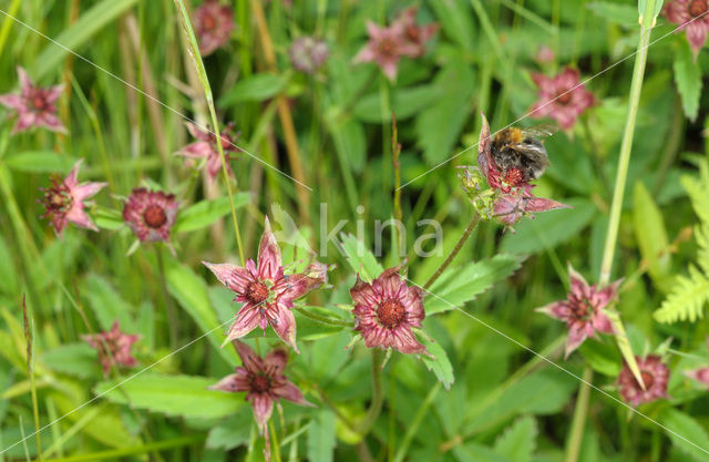 Moerasaardbei (Rubus chamaemorus)