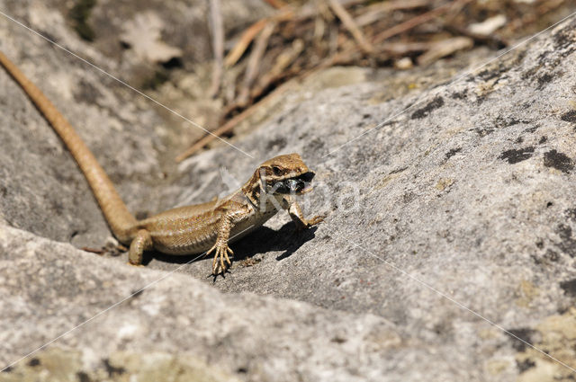 Muurhagedis (Podarcis muralis)