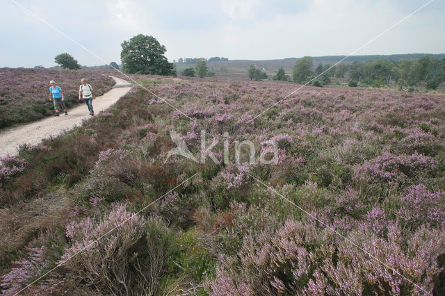 Nationaal Park Sallandse Heuvelrug