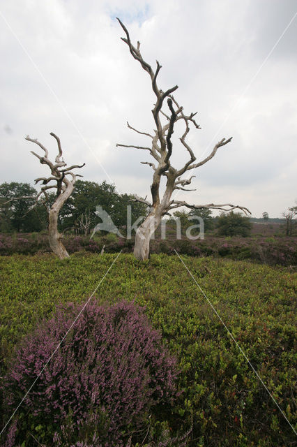 Nationaal Park Sallandse Heuvelrug