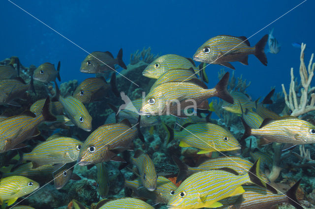 Bluestriped Grunt (Haemulon sciurus)