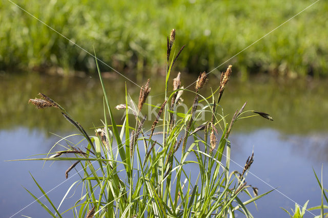 Oeverzegge (Carex riparia)