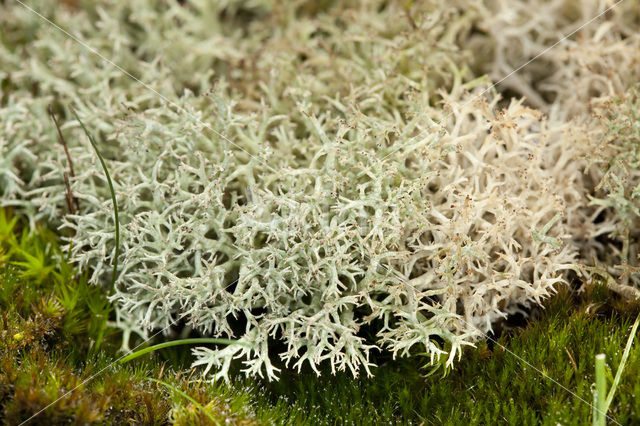 Cladonia portentosa