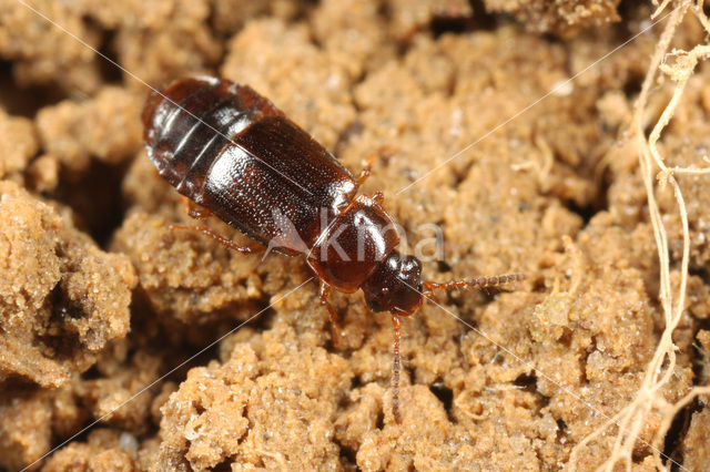 Phyllodrepoidea crenata