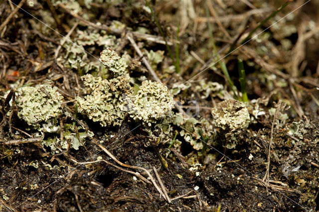 Plomp bekermos (Cladonia borealis)