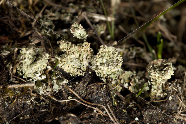 Plomp bekermos (Cladonia borealis)