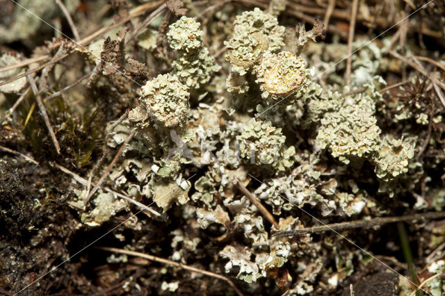 Plomp bekermos (Cladonia borealis)