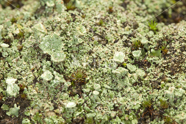 Plomp bekermos (Cladonia borealis)