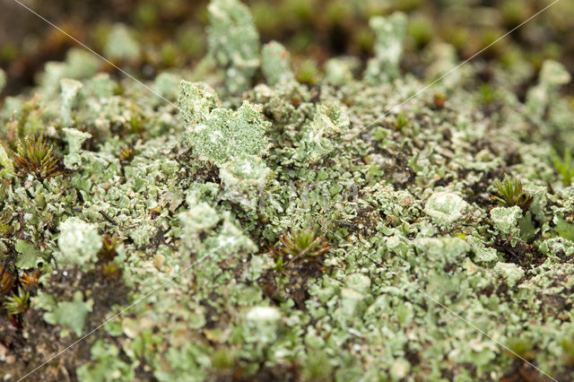 Plomp bekermos (Cladonia borealis)