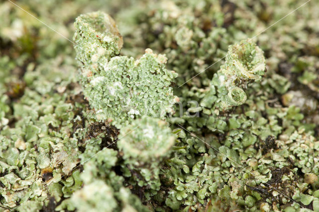 Plomp bekermos (Cladonia borealis)