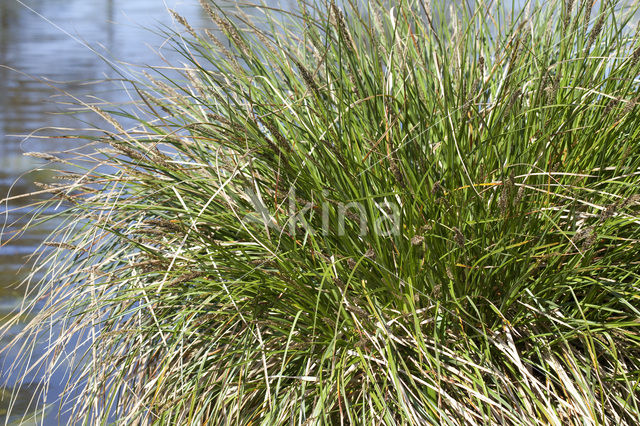 Pluimzegge (Carex paniculata)