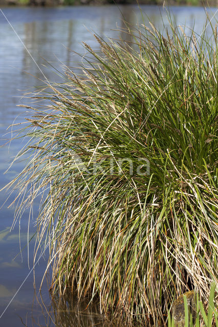 Pluimzegge (Carex paniculata)