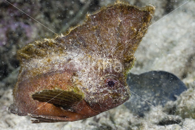 Redskinfish (Ablabys binotatus)