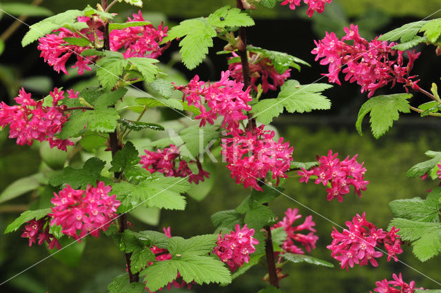 Ribes (Ribes)