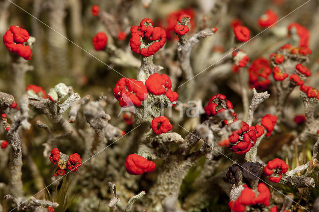 Rode heidelucifer (Cladonia floerkeana)