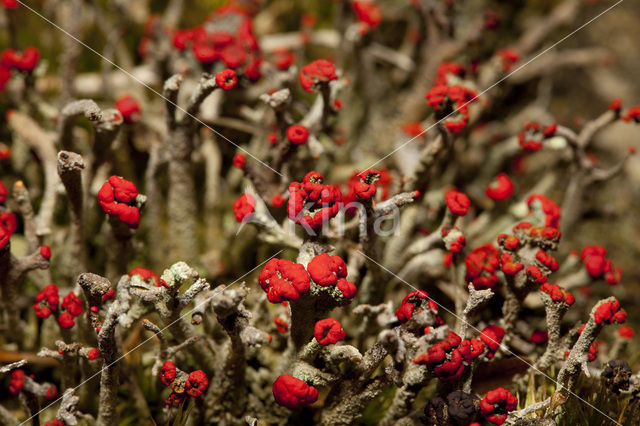 Rode heidelucifer (Cladonia floerkeana)