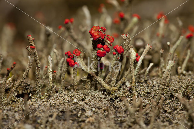 Rode heidelucifer (Cladonia floerkeana)